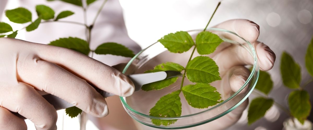 Bilim ve Doğa El Ele: Sağlıklı Yaşam İçin Yeni Çözümler